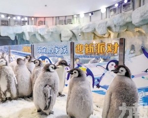 再度刷新全球人工保育紀錄