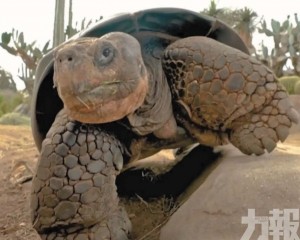 聖地牙哥動物園執行安樂死