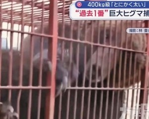 400公斤「怪獸級」棕熊被捕獲