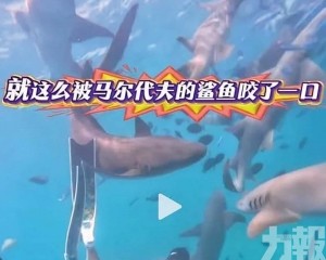 中國遊客被鯊魚咬一口