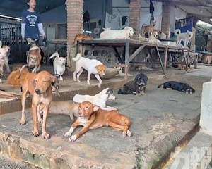 雅加達立法禁狗肉引饕客反彈