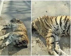 園方澄清屬年老非受虐