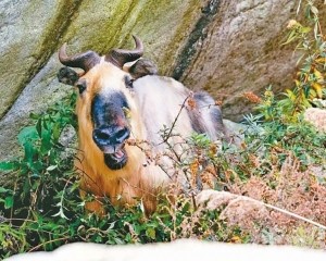 汶川震後首次留下通域影像紀錄