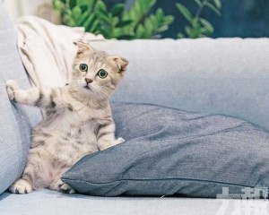 貓咪對更常對男主人喵喵叫