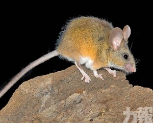 科學家：動物界僅排第七