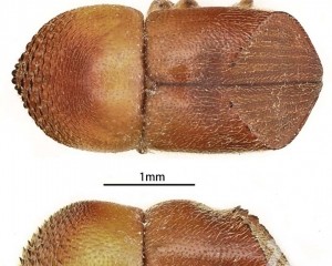 命名「梁氏雙棘小蠹」