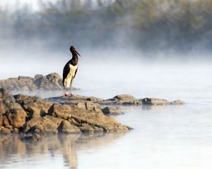 黑鸛首現丹霞山