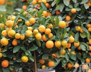 順德陳村把「大吉大利」種進新時代