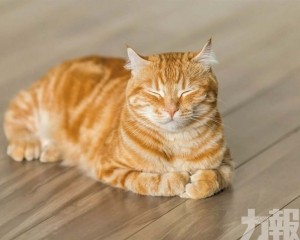 市場規模達3,678億泰銖