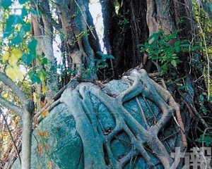 姻緣石的傳說：青洲煙雨間的永固盟誓