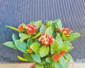 冀延續植物生命及推廣綠化環境