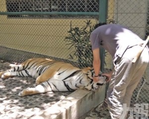 12日內72隻老虎死亡