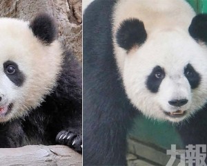 涉事熊貓館閉館整改