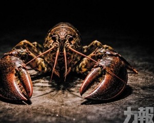 內地活躍節點逾2.3萬個