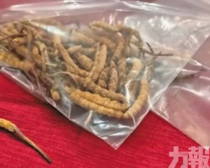商家用膠水拼接冒充野生貨