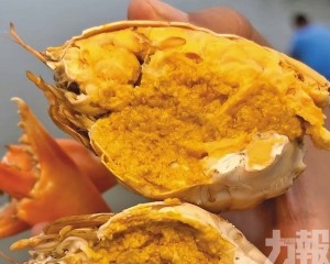 珠海斗門2,000畝基地蟹苗春投
