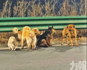 偕負傷同伴走17公里回家