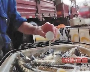 央視揭活魚「安眠藥」黑幕