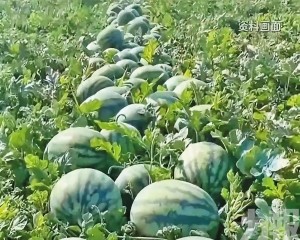 年薪20萬引熱議