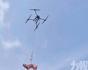 租無人機吊活豬上山