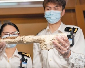 海關查獲瀕危沉香木667克