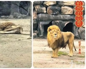 園方稱抑鬱已逐步恢復