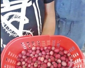 專家：非新品種 勿為顏色埋單