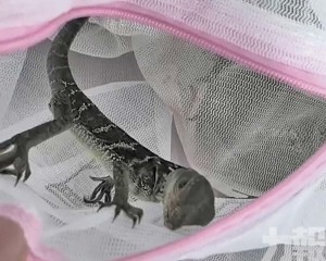 旅客攜50隻帆蜥入境被查處