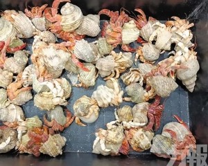 非法攜帶「異寵」按年增47%