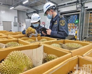 南沙24小時到港逾6,300噸