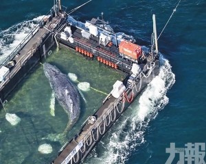 專家反指此舉恐延長動物痛苦