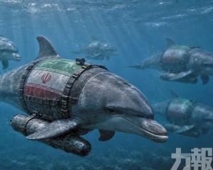 訓練身綁炸彈自殺海豚
