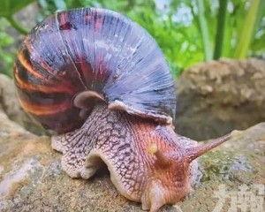 專家籲防非洲大蝸牛接觸風險