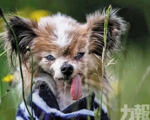 法國蝴蝶犬終年30歲