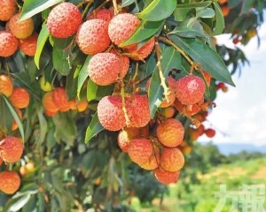 廣深珠佛全城隨機派送