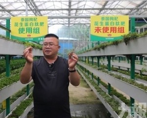 魯花花生肽肥展現「一肥六效」硬核實力