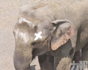 曾掀動物人格權爭議