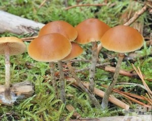 抖音副總裁：AI回答僅供參考