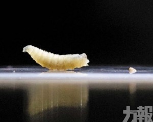 美國緊急封鎖防堵畜牧業危機