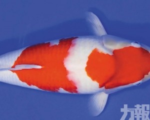 創中國拍賣紀錄