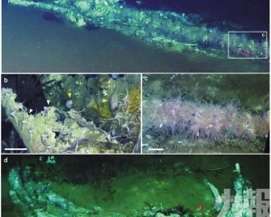 中國團隊發現全球最大「鯨魚墳場」