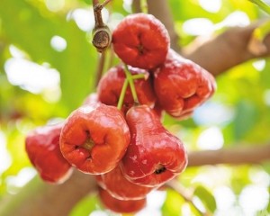 郵政物流串聯水果產業鏈