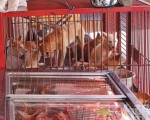 數十萬食用犬去向成謎