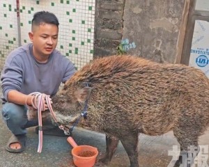 短片加配種月入超2萬元