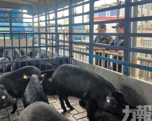 年內計劃出口萬頭