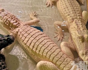 全球估僅百餘隻
