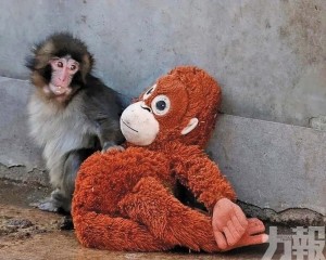 全球粉絲寄數千張賀卡慶生