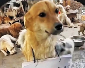 直播團伙虐狗擺拍騙逾250萬元