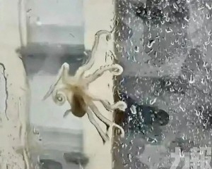 浙江男：當晚已吃掉