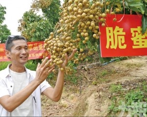 9月內地試賣每斤38元人仔